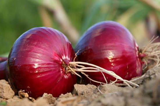 Purple Fruit Onion Vegetable Seeds