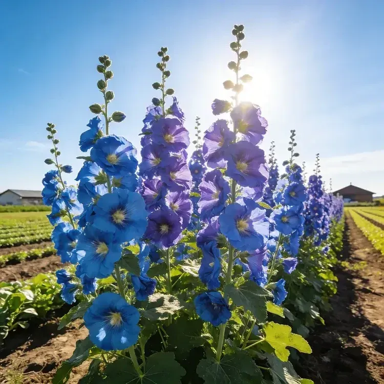 Hollyhock Seeds - Single Mix