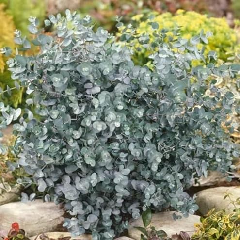 Leaflooms Eucalyptus Seeds | Fast Germination & Easy Growing | Aromatic Fresh Scent for Shower Bundles & Home Décor | Indoor Outdoor Planting | Ideal for Gardens, Balconies, Pots | Eucalyptus Seeds for Beginners