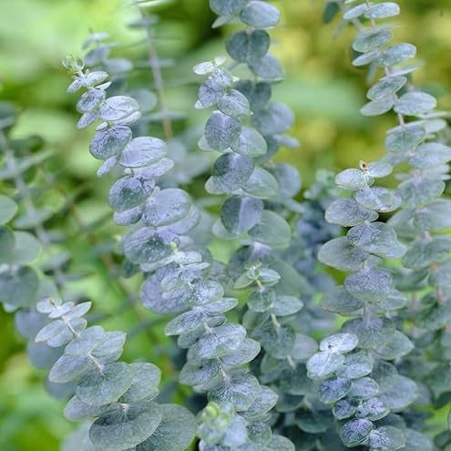 Leaflooms Eucalyptus Seeds | Fast Germination & Easy Growing | Aromatic Fresh Scent for Shower Bundles & Home Décor | Indoor Outdoor Planting | Ideal for Gardens, Balconies, Pots | Eucalyptus Seeds for Beginners
