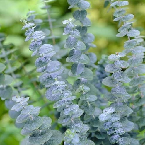 Leaflooms Eucalyptus Seeds | Fast Germination & Easy Growing | Aromatic Fresh Scent for Shower Bundles & Home Décor | Indoor Outdoor Planting | Ideal for Gardens, Balconies, Pots | Eucalyptus Seeds for Beginners