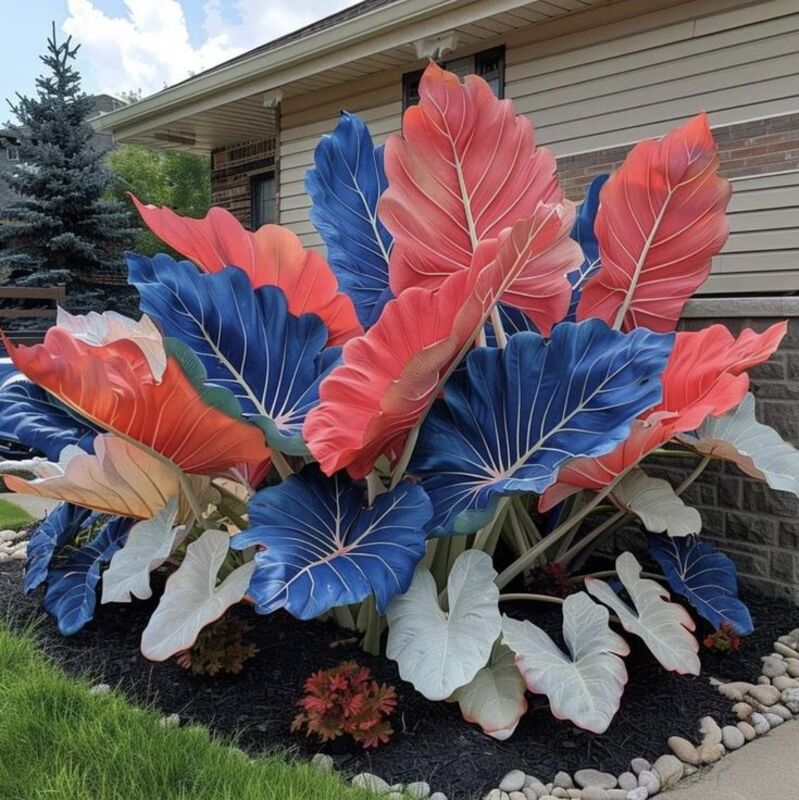 10 Elephant Ear Plant Bulbs - 60% off