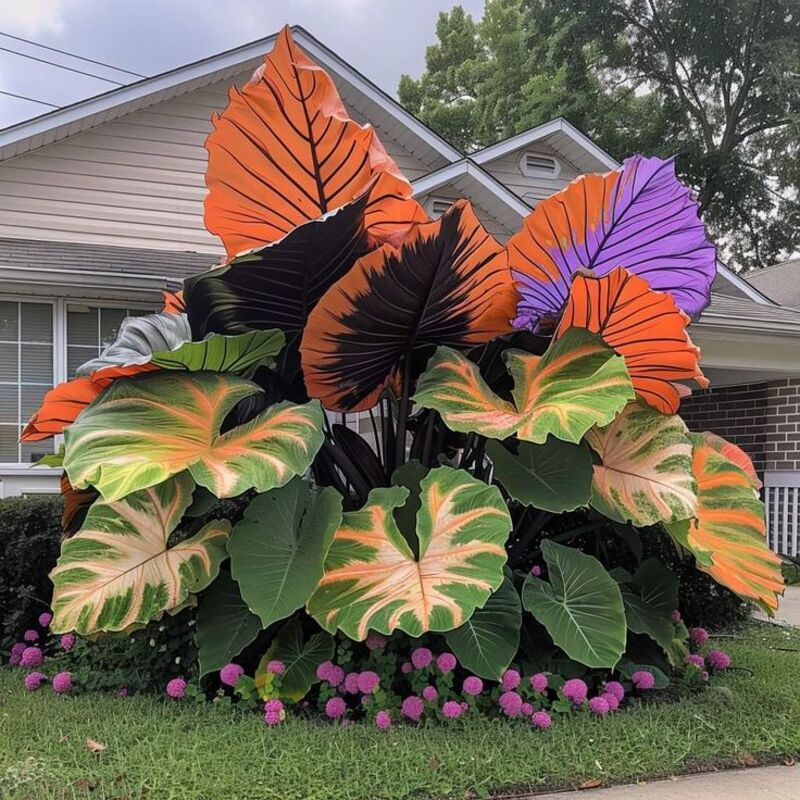 10 Elephant Ear Plant Bulbs - 60% off