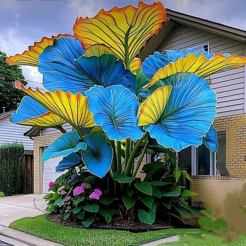 10 Elephant Ear Plant Bulbs - 60% off