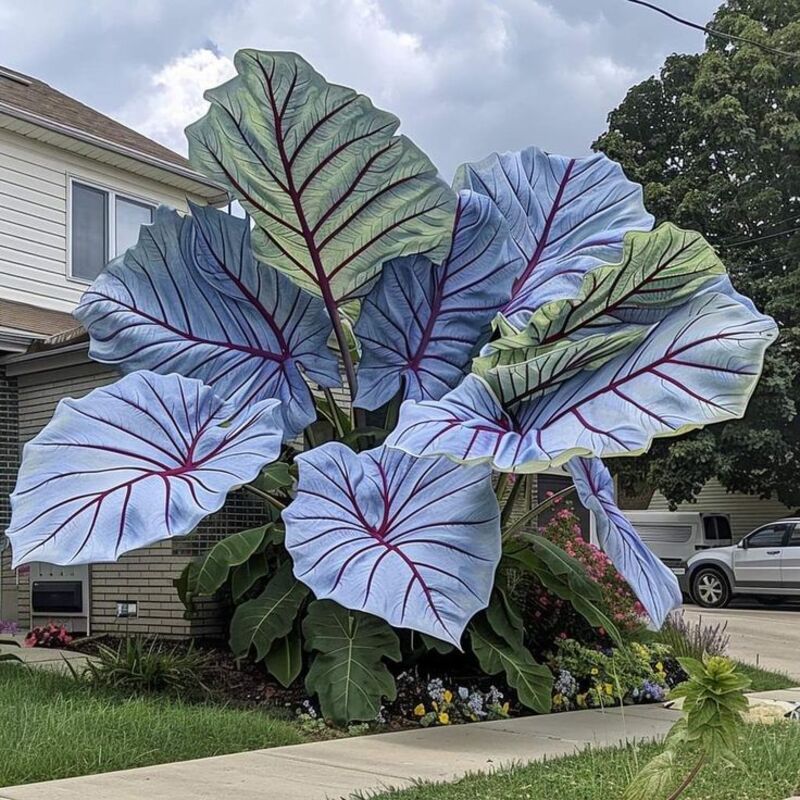 10 Elephant Ear Plant Bulbs - 60% off