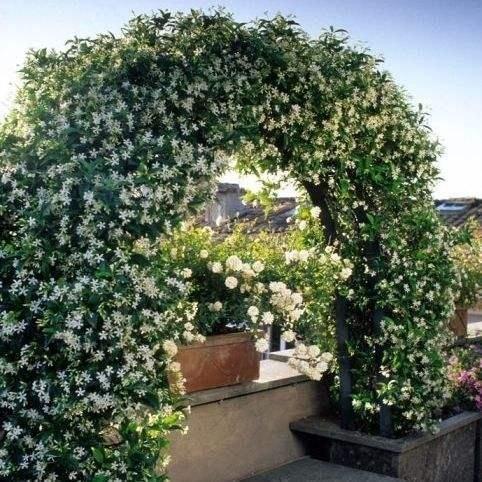 Cape Jasmine Seeds