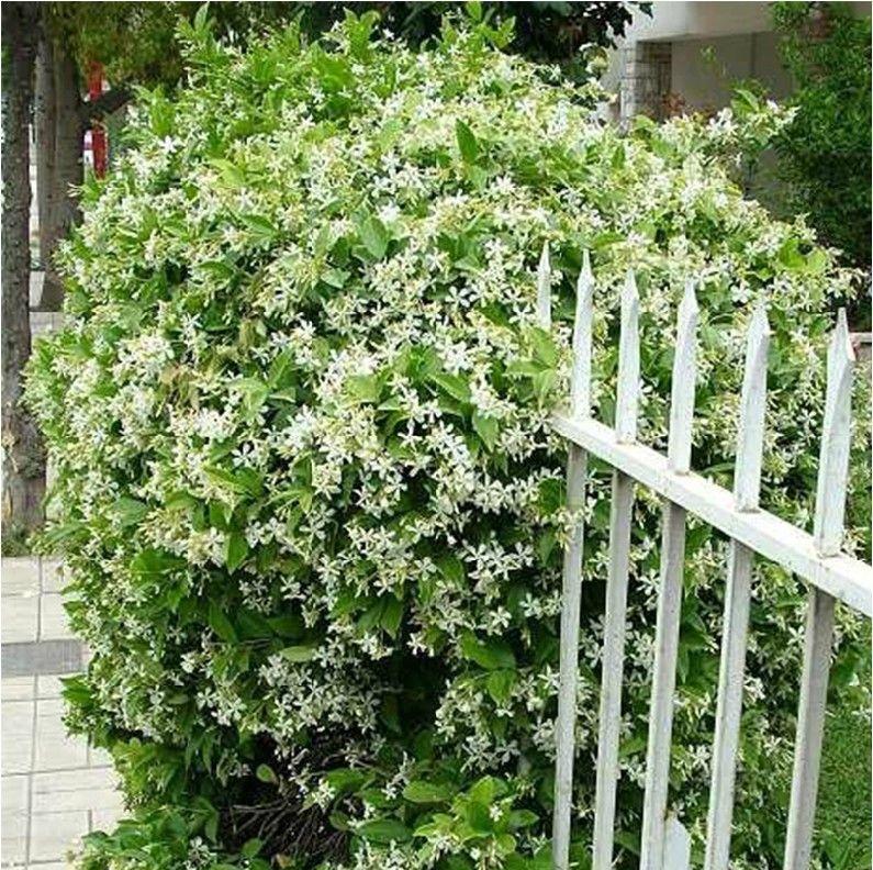 Cape Jasmine Seeds