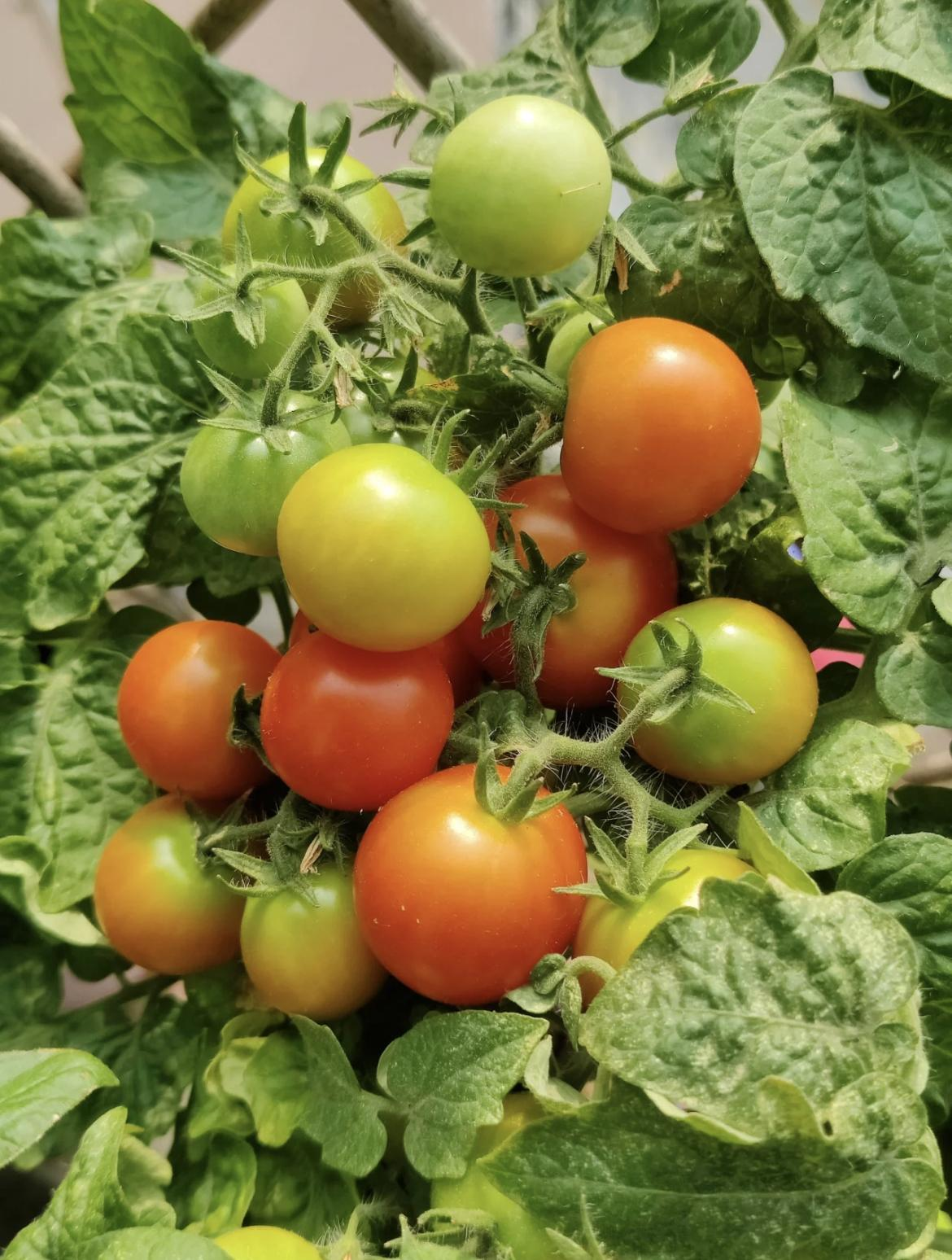 Colorful Dwarf Tomatoes-Four Seasons Potted Plants