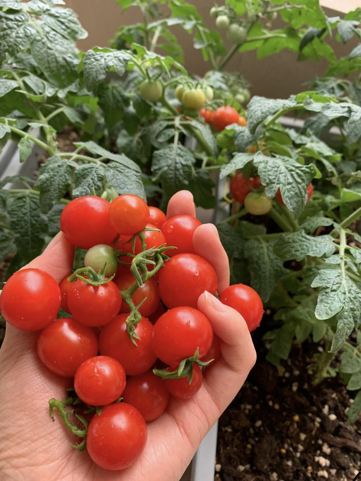 Colorful Dwarf Tomatoes-Four Seasons Potted Plants