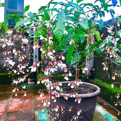 💐You Are My Life-Trailing Jasmine Flowers Seeds