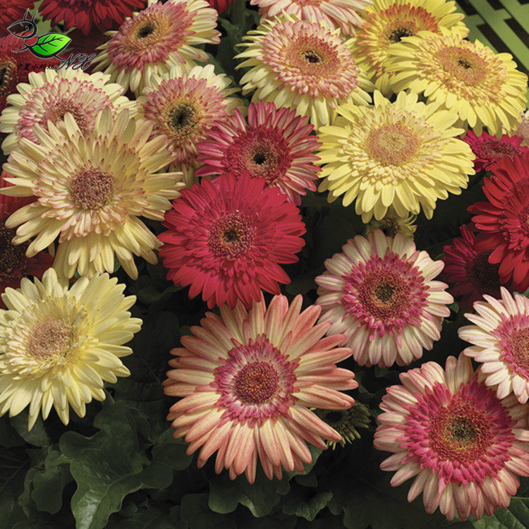 Double-flowered African Daisy