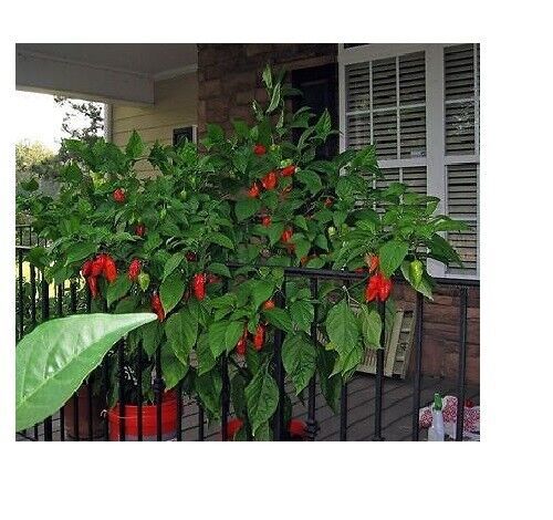 Red smoked Ghost Pepper 2.3 Grams, 8.5 Grams, 1 Kilo Bhut Jolokia HOT Chili Spice Powder