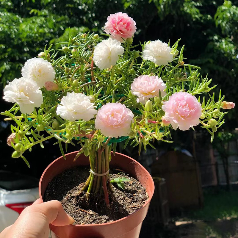 Double Flowered Moss Rose Seeds - Low-Maintenance Groundcover - Annual