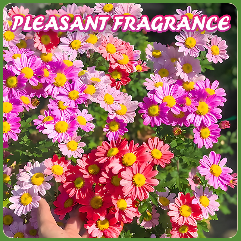 Flower Seed Mix: Eustoma, Climbing Rose, Chrysanthemum, Wisteria & Mixed Flower Seeds | Perfect for Garden Decoration, Spring & Summer Must-Have, Easy to Grow, Fast Blooming