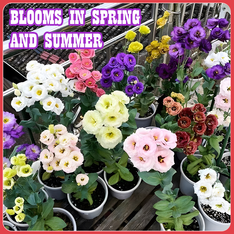 Flower Seed Mix: Eustoma, Climbing Rose, Chrysanthemum, Wisteria & Mixed Flower Seeds | Perfect for Garden Decoration, Spring & Summer Must-Have, Easy to Grow, Fast Blooming
