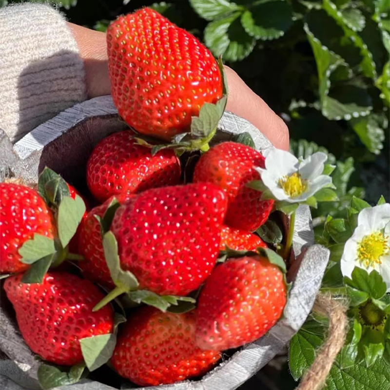 Last Day 50% OFF- 🍓ALL-SEASON CREAM STRAWBERRY SEEDS⚡BUY 2 GET FREE SHIPPING