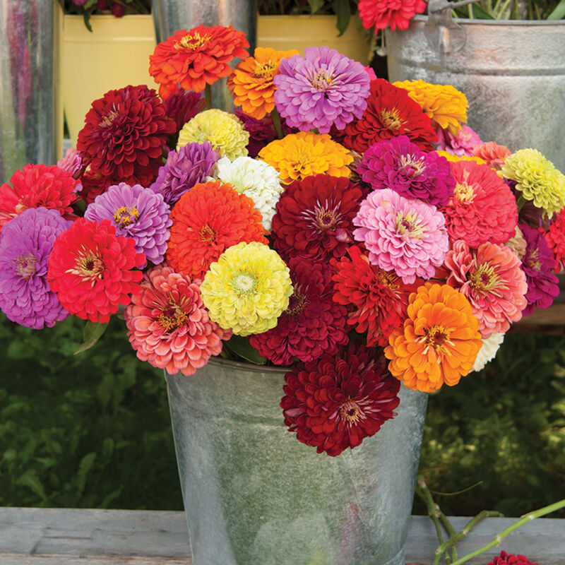 Zinnia Seeds -Polar Bear -Double Flowered
