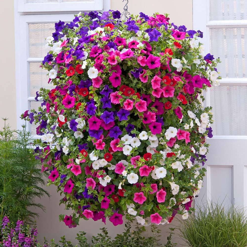 Last Day Sale - 60% OFF💐Morning Glory - Hanging Petunia Seeds Mixed Color
