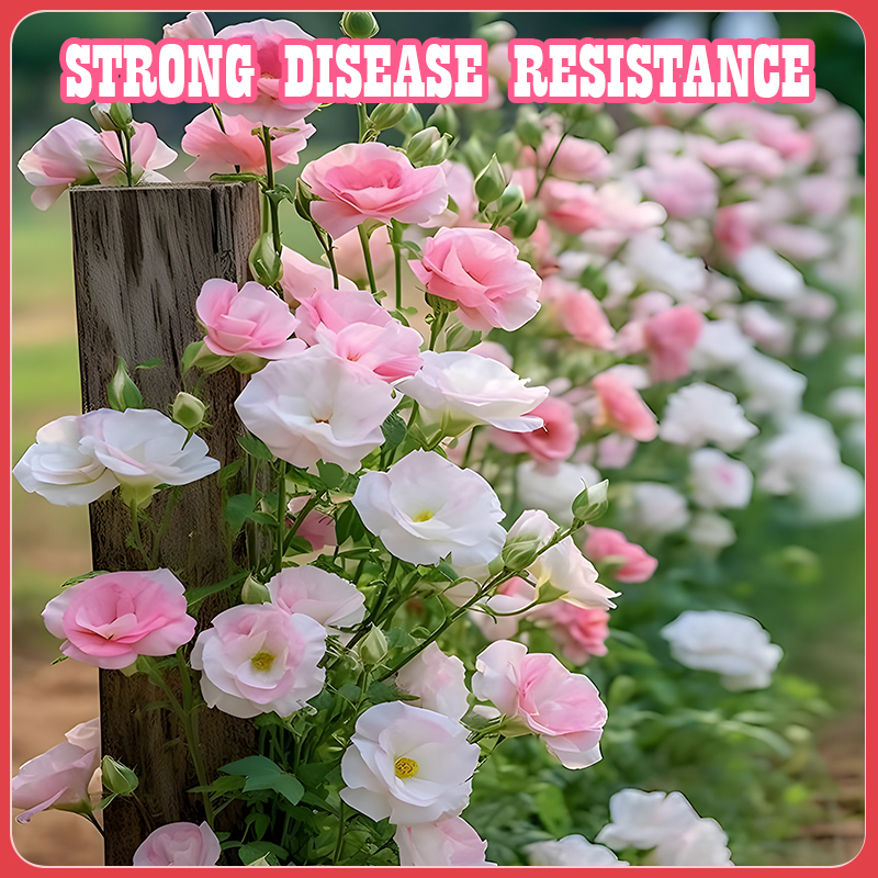 Flower Seed Mix: Eustoma, Climbing Rose, Chrysanthemum, Wisteria & Mixed Flower Seeds | Perfect for Garden Decoration, Spring & Summer Must-Have, Easy to Grow, Fast Blooming