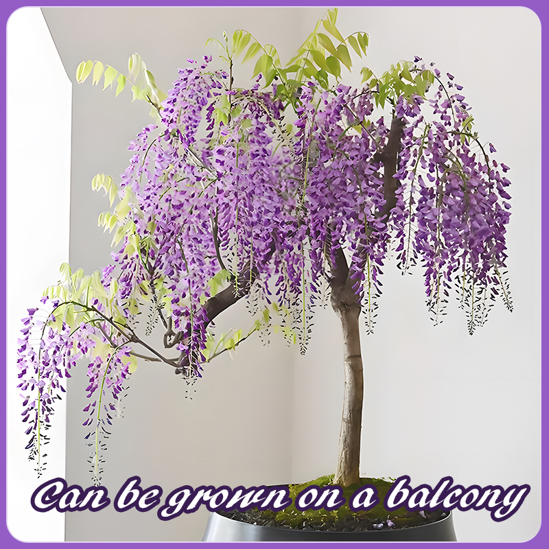 Flower Seed Mix: Eustoma, Climbing Rose, Chrysanthemum, Wisteria & Mixed Flower Seeds | Perfect for Garden Decoration, Spring & Summer Must-Have, Easy to Grow, Fast Blooming