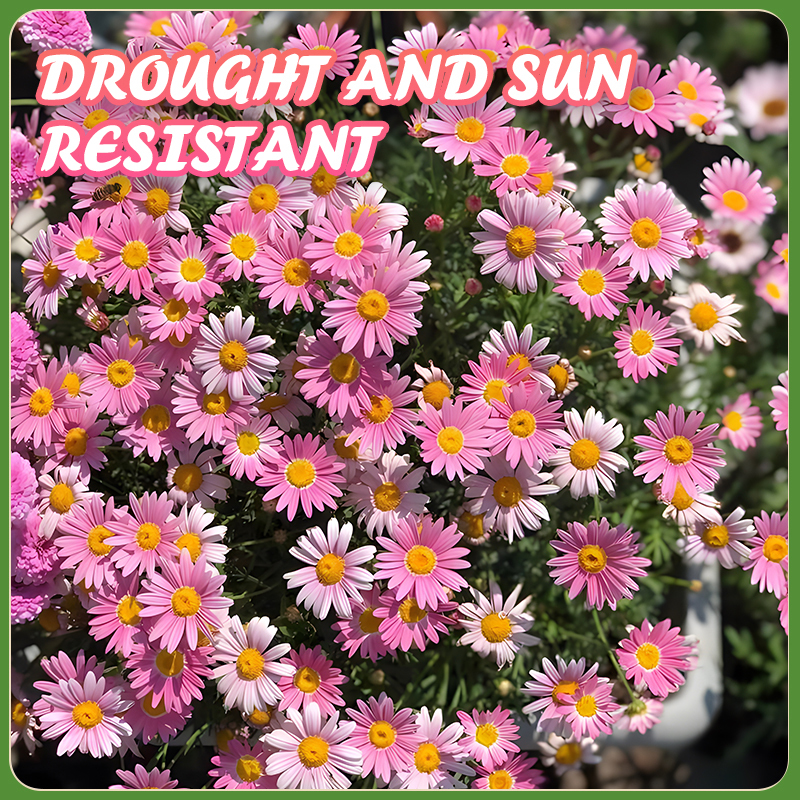 Flower Seed Mix: Eustoma, Climbing Rose, Chrysanthemum, Wisteria & Mixed Flower Seeds | Perfect for Garden Decoration, Spring & Summer Must-Have, Easy to Grow, Fast Blooming