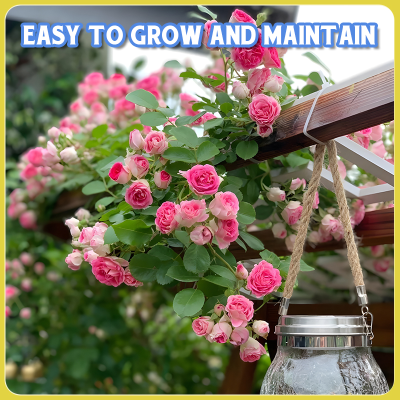 Flower Seed Mix: Eustoma, Climbing Rose, Chrysanthemum, Wisteria & Mixed Flower Seeds | Perfect for Garden Decoration, Spring & Summer Must-Have, Easy to Grow, Fast Blooming