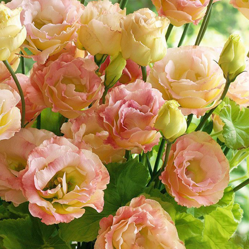 thumbnail image 2 of Lisianthus (Eustoma) Grandiflorum Rosanne 2 Green - Muller Seeds 2 of 11
