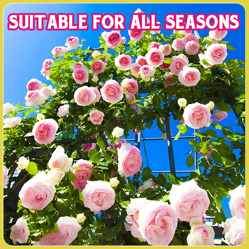Flower Seed Mix: Eustoma, Climbing Rose, Chrysanthemum, Wisteria & Mixed Flower Seeds | Perfect for Garden Decoration, Spring & Summer Must-Have, Easy to Grow, Fast Blooming