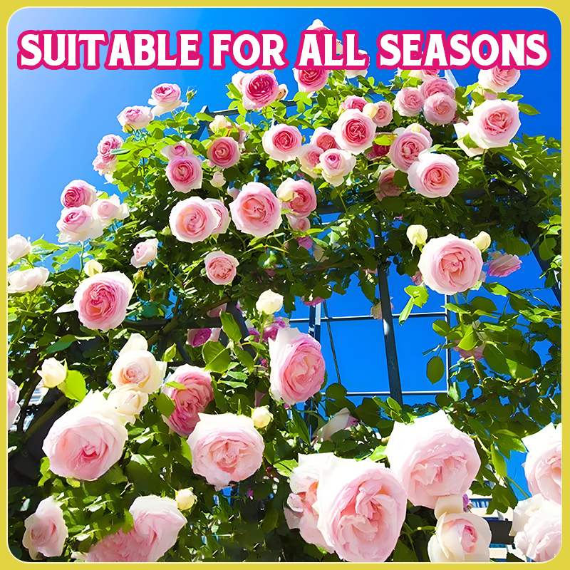 Flower Seed Mix: Eustoma, Climbing Rose, Chrysanthemum, Wisteria & Mixed Flower Seeds | Perfect for Garden Decoration, Spring & Summer Must-Have, Easy to Grow, Fast Blooming