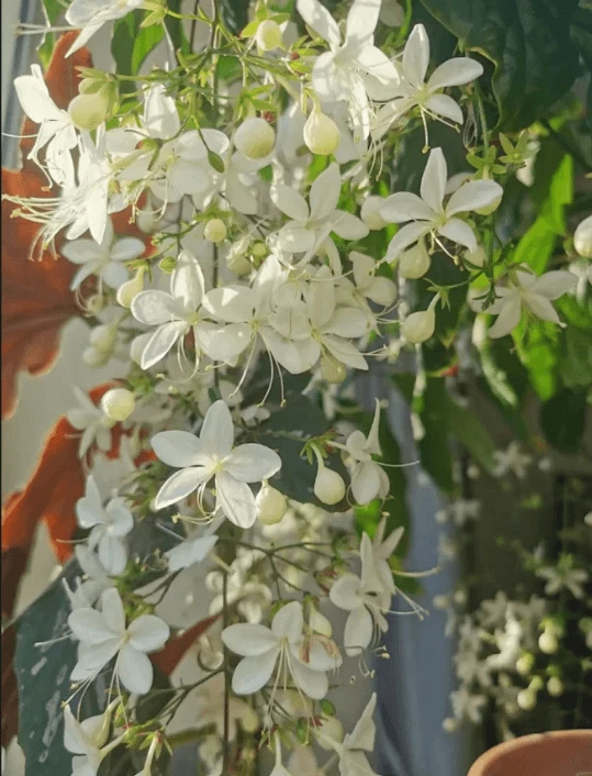Cape Jasmine Seeds