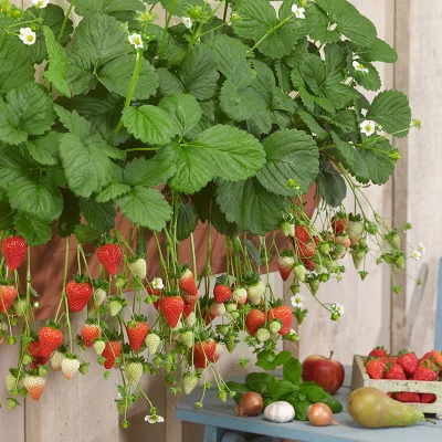 Last Day 50% OFF- 🍓ALL-SEASON CREAM STRAWBERRY SEEDS⚡BUY 2 GET FREE SHIPPING