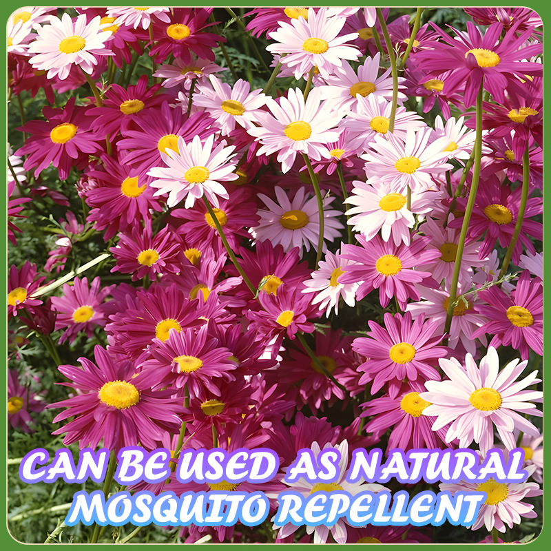 Flower Seed Mix: Eustoma, Climbing Rose, Chrysanthemum, Wisteria & Mixed Flower Seeds | Perfect for Garden Decoration, Spring & Summer Must-Have, Easy to Grow, Fast Blooming