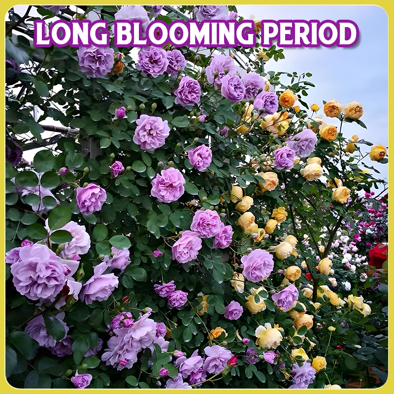 Flower Seed Mix: Eustoma, Climbing Rose, Chrysanthemum, Wisteria & Mixed Flower Seeds | Perfect for Garden Decoration, Spring & Summer Must-Have, Easy to Grow, Fast Blooming