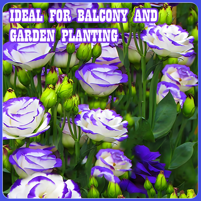 Flower Seed Mix: Eustoma, Climbing Rose, Chrysanthemum, Wisteria & Mixed Flower Seeds | Perfect for Garden Decoration, Spring & Summer Must-Have, Easy to Grow, Fast Blooming