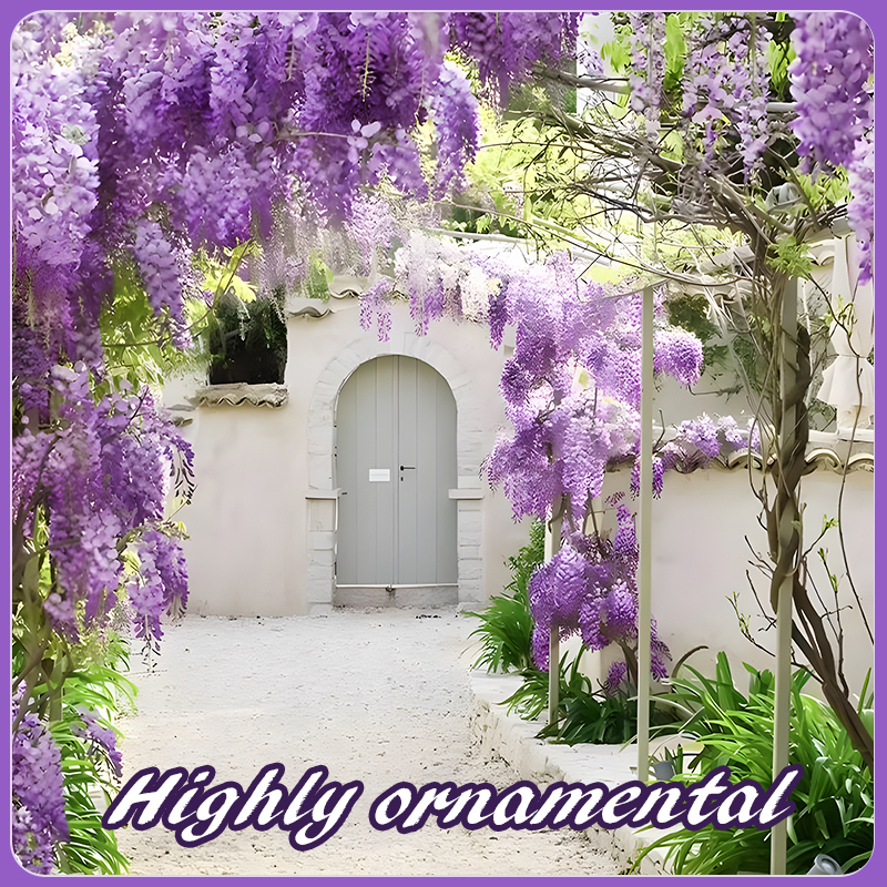 Flower Seed Mix: Eustoma, Climbing Rose, Chrysanthemum, Wisteria & Mixed Flower Seeds | Perfect for Garden Decoration, Spring & Summer Must-Have, Easy to Grow, Fast Blooming