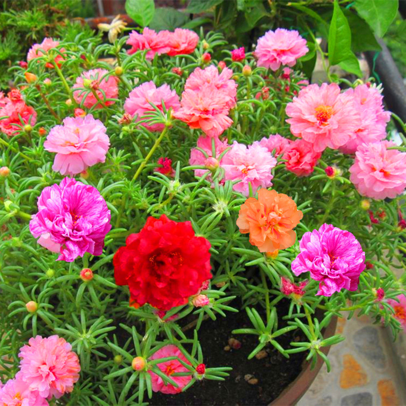 Double Flowered Moss Rose Seeds - Low-Maintenance Groundcover - Annual
