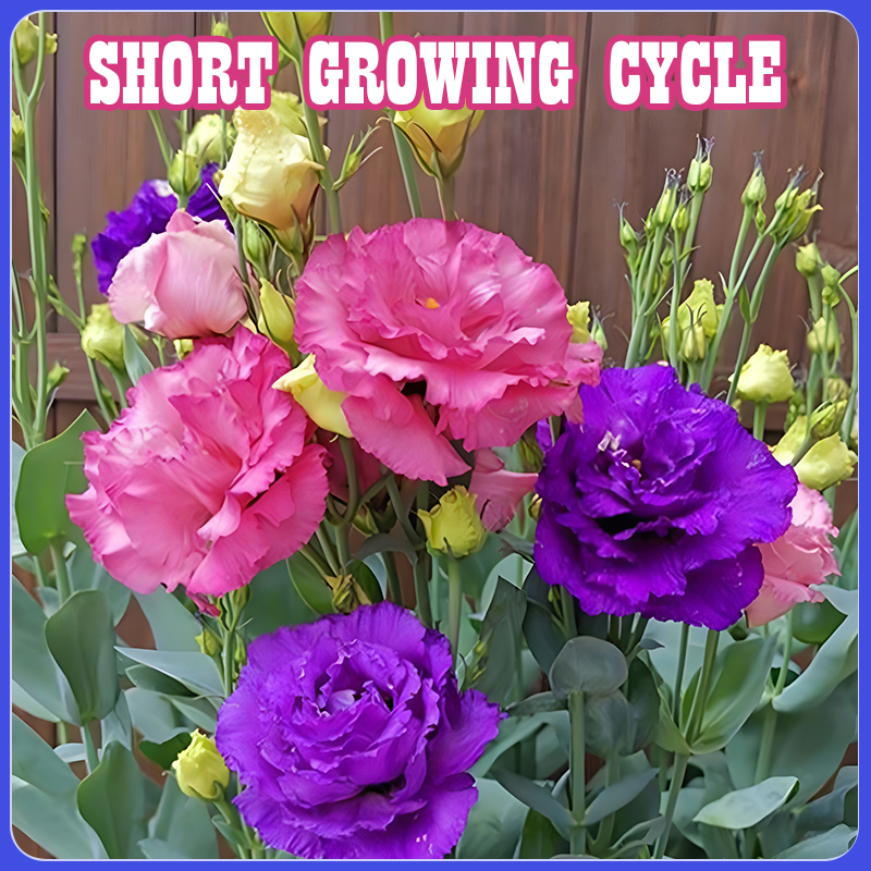 Flower Seed Mix: Eustoma, Climbing Rose, Chrysanthemum, Wisteria & Mixed Flower Seeds | Perfect for Garden Decoration, Spring & Summer Must-Have, Easy to Grow, Fast Blooming