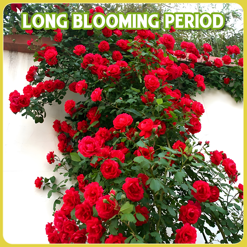 Flower Seed Mix: Eustoma, Climbing Rose, Chrysanthemum, Wisteria & Mixed Flower Seeds | Perfect for Garden Decoration, Spring & Summer Must-Have, Easy to Grow, Fast Blooming