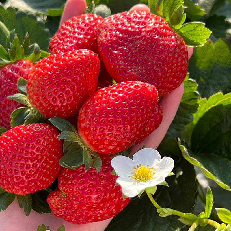 Last Day 50% OFF- 🍓ALL-SEASON CREAM STRAWBERRY SEEDS⚡BUY 2 GET FREE SHIPPING