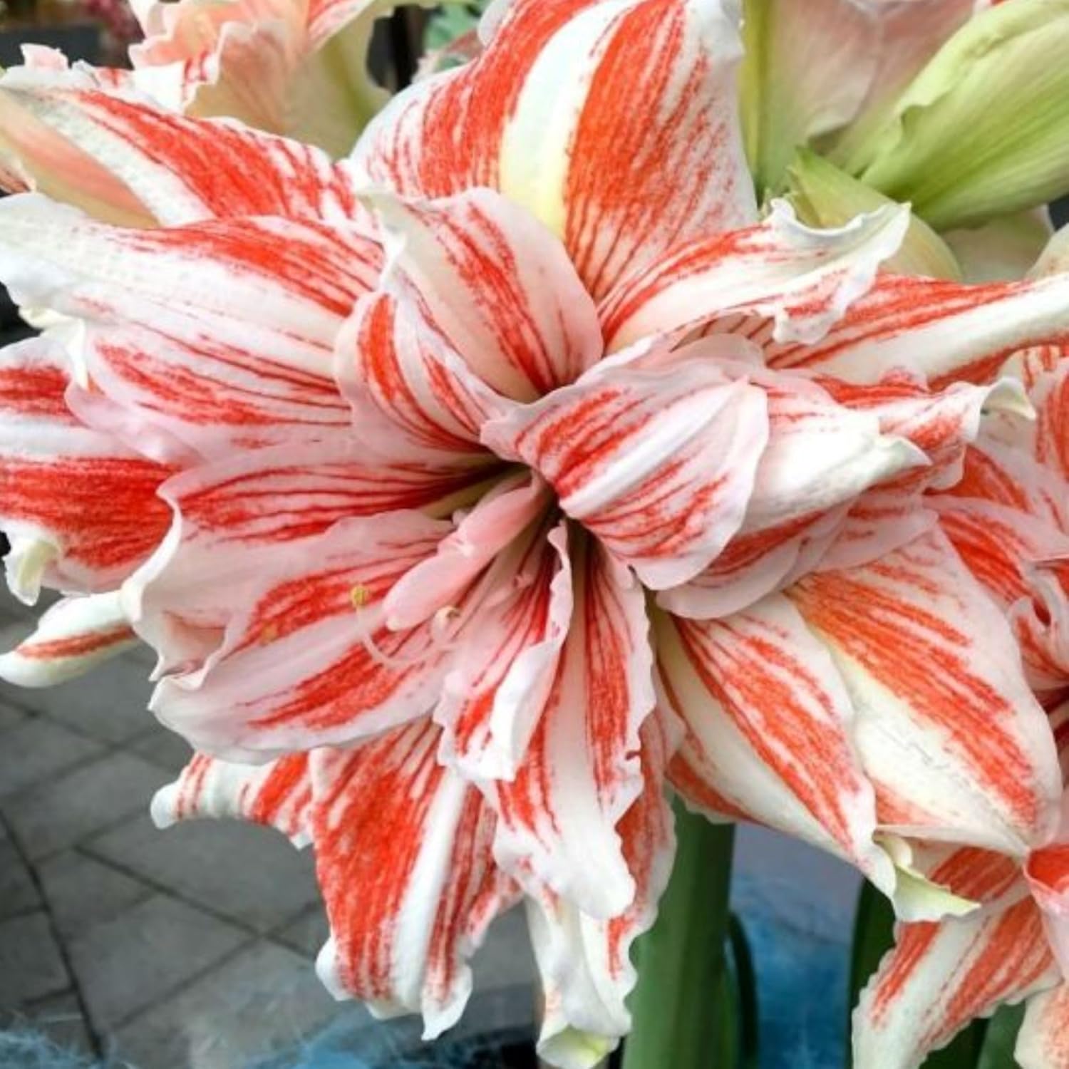 Amaryllis Seeds for Planting – Easy to Grow Flower Bulbs, Non-GMO, Indoor & Outdoor Blooming Plant for Home Garden & Pots