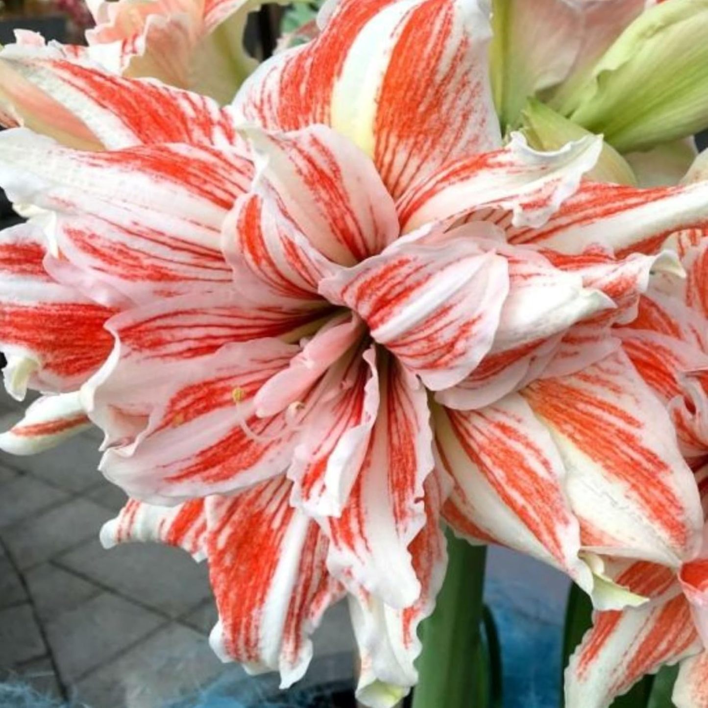 Amaryllis Seeds for Planting – Easy to Grow Flower Bulbs, Non-GMO, Indoor & Outdoor Blooming Plant for Home Garden & Pots