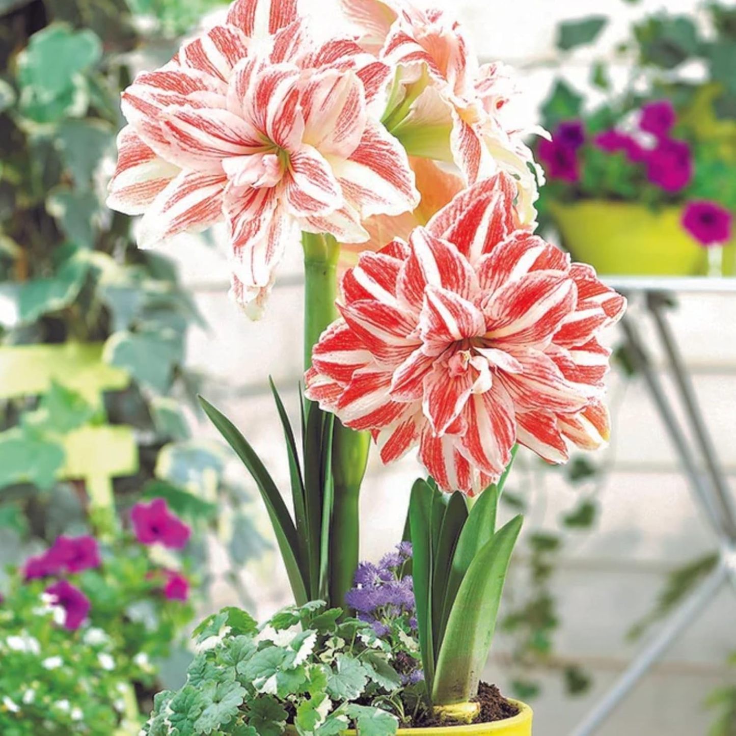 Amaryllis Seeds for Planting – Easy to Grow Flower Bulbs, Non-GMO, Indoor & Outdoor Blooming Plant for Home Garden & Pots