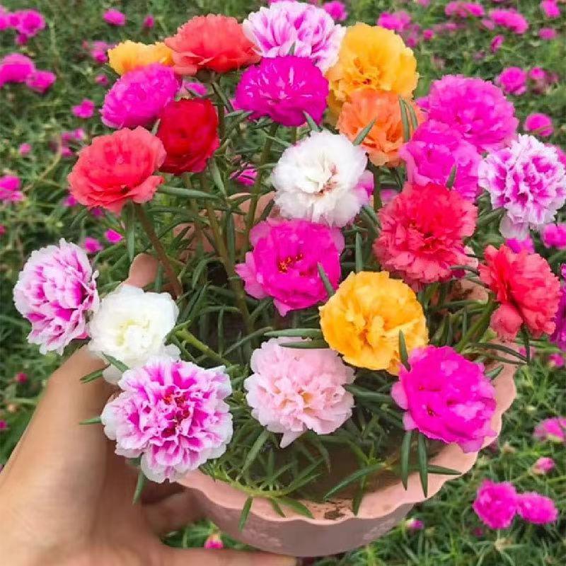 Double Flowered Moss Rose Seeds - Low-Maintenance Groundcover - Annual