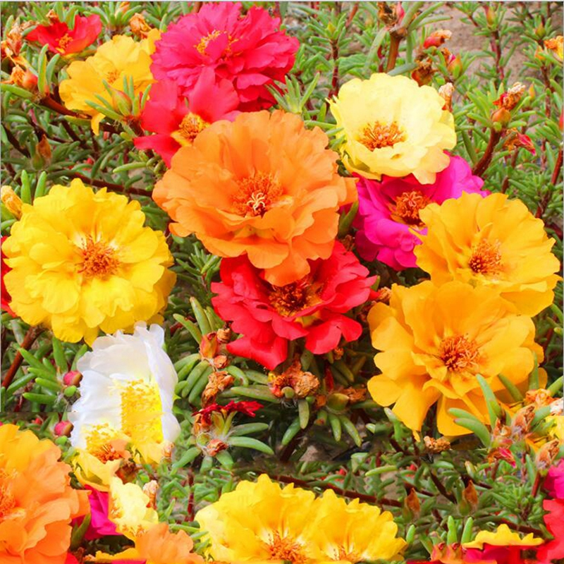 Double Flowered Moss Rose Seeds - Low-Maintenance Groundcover - Annual