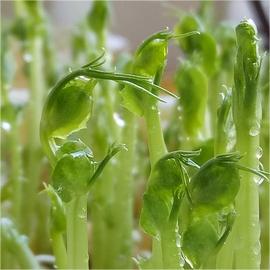 Pea Tip Seeds