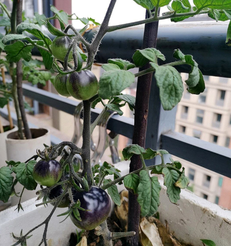 Black Tomato - Black Beauty Queen🍅