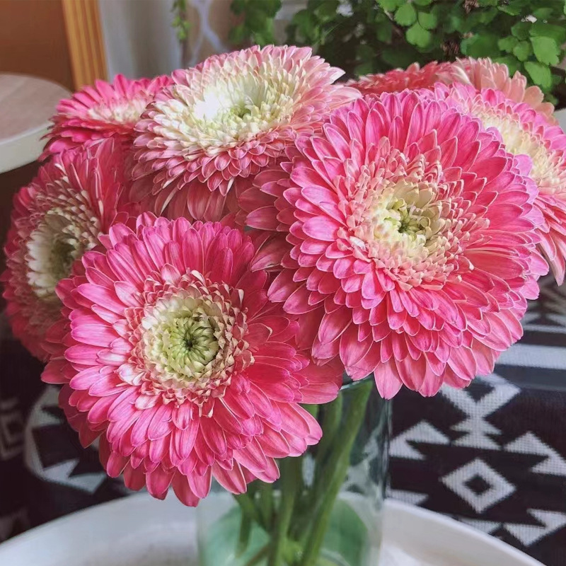 Double-flowered African Daisy