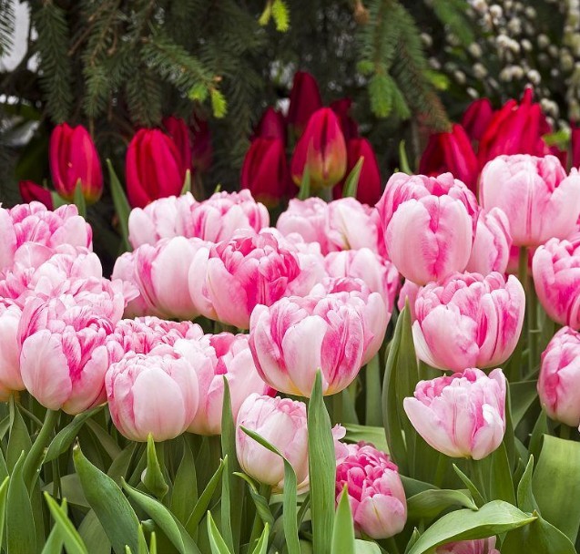 Hydroponic Tulips Seeds