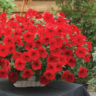 Last Day Sale - 60% OFF💐Morning Glory - Hanging Petunia Seeds Mixed Color