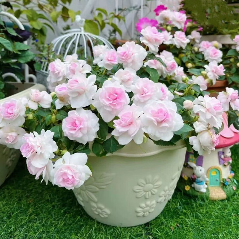 Mixed Color Double Flower Impatiens Balsamina Seeds